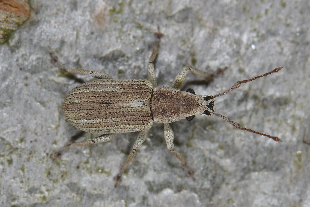 Pseudomyllocerus invreae - (Curculionidae)